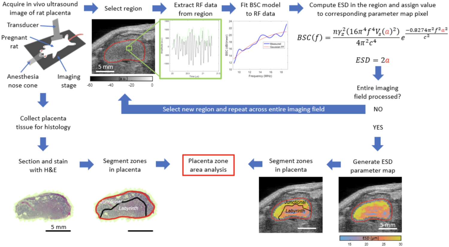 Quantitative Radiography Quantitative Ultrasound Imaging to Assess Placental Microstructure ...